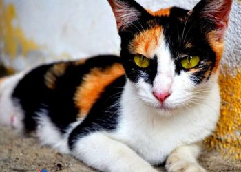 Cách nuôi mèo tam thể hiệu quả 