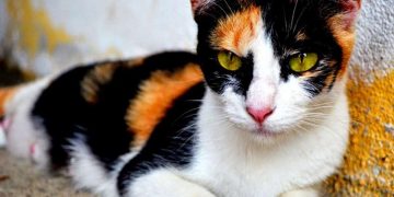 Cách nuôi mèo tam thể hiệu quả 