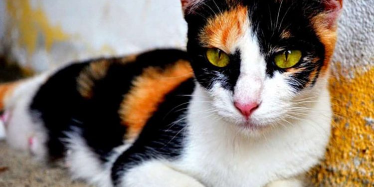 Cách nuôi mèo tam thể hiệu quả