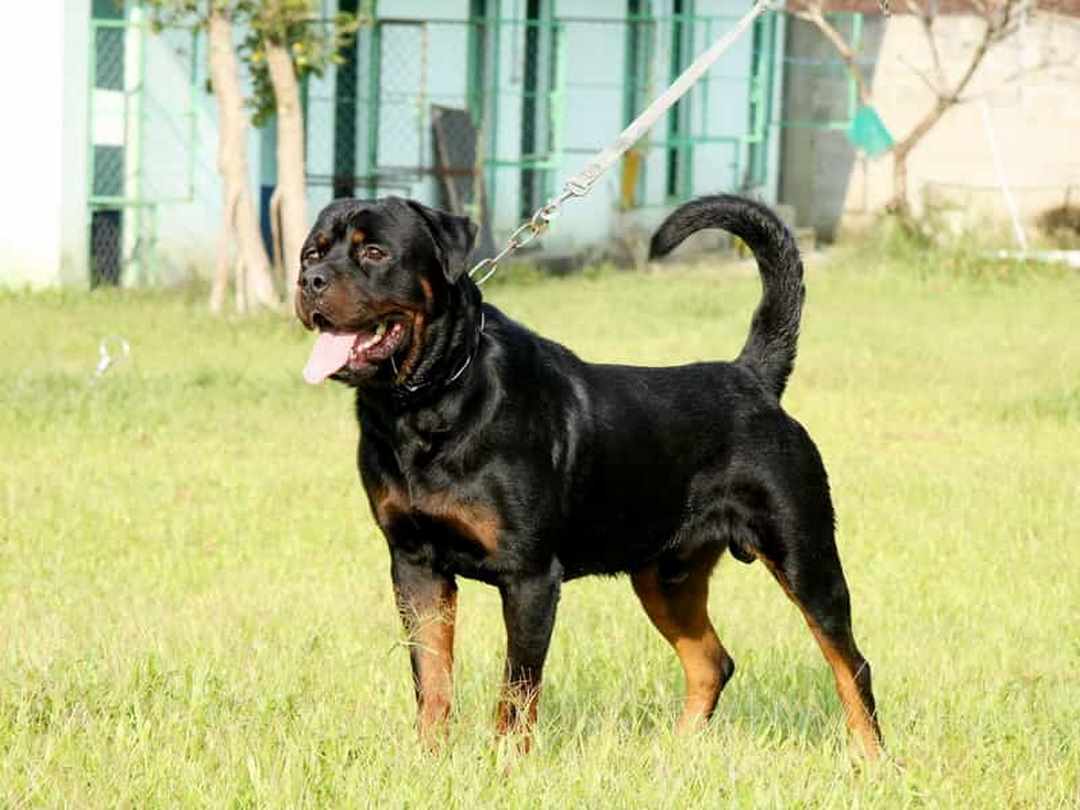 Chó Becgie lai Rottweiler