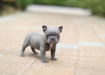Đặc điểm của Chó Bull Pháp Mini