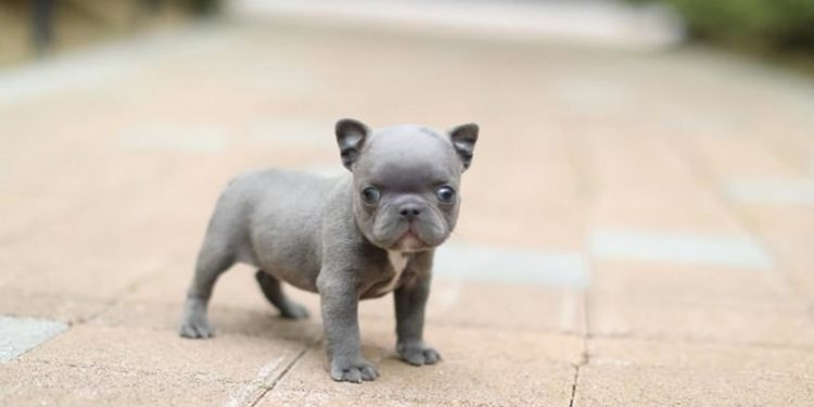 Đặc điểm của Chó Bull Pháp Mini