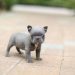 Đặc điểm của Chó Bull Pháp Mini