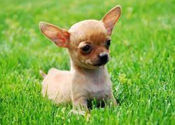 Tìm Hiểu Về Giá Tiền Chó Chihuahua