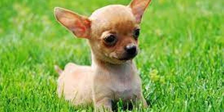 Tìm Hiểu Về Giá Tiền Chó Chihuahua