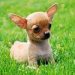 Tìm Hiểu Về Giá Tiền Chó Chihuahua