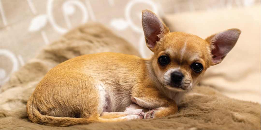 Các Yếu Tố Ảnh Hưởng Đến Giá Tiền Chó Chihuahua