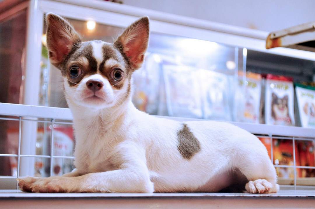 Những Bí Quyết Để Mua Chó Chihuahua Với Giá Rẻ