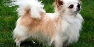 Chihuahua lai Nhật lông dài