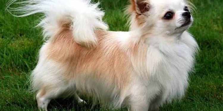 Chihuahua lai Nhật lông dài