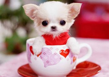 Những Điều Cần Biết Khi Mua Chihuahua Mini