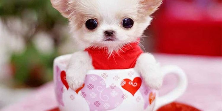 Những Điều Cần Biết Khi Mua Chihuahua Mini