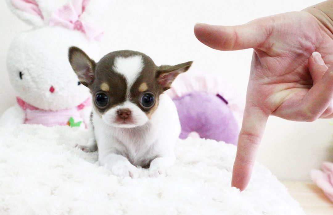 Bệnh Tật Thường Gặp Ở Chó Chihuahua Mini