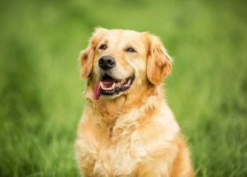 Bệnh tật thường gặp của chó Golden lai