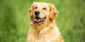 Bệnh tật thường gặp của chó Golden lai