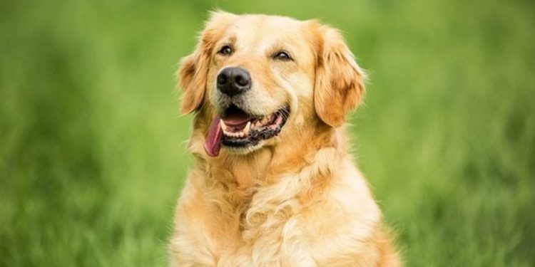 Bệnh tật thường gặp của chó Golden lai