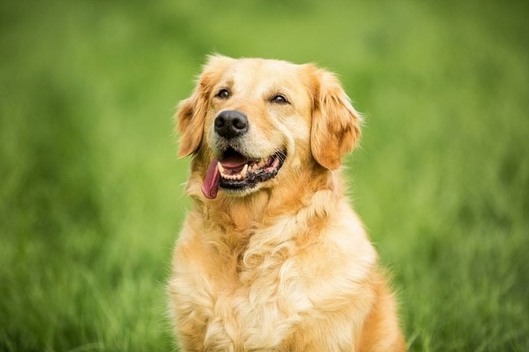 Bệnh tật thường gặp của chó Golden lai