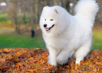 Chó Husky lai Samoyed