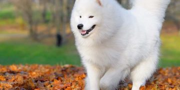 Chó Husky lai Samoyed