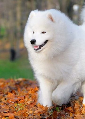 Chó Husky lai Samoyed