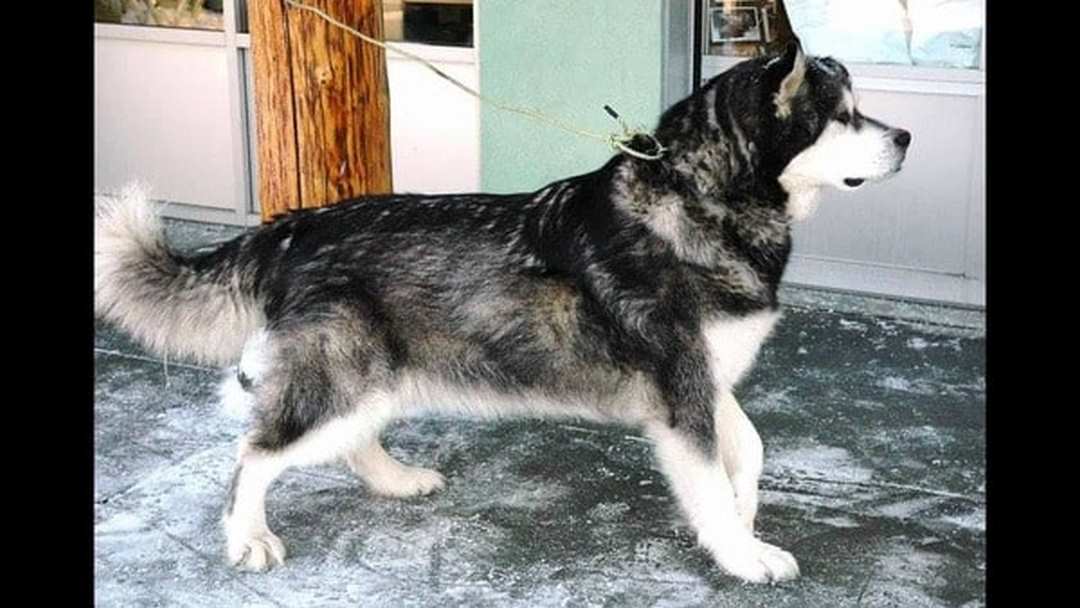 Chó Husky lai Alaska