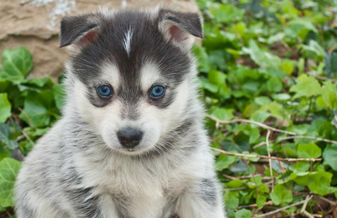 Ngoại hình của chó Husky lai Phốc Sóc