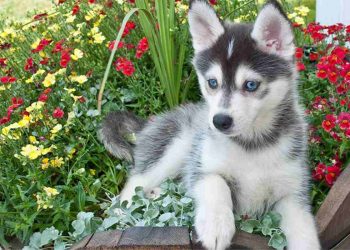 Cách chọn thức ăn cho Chó Husky ngáo lai phốc sóc