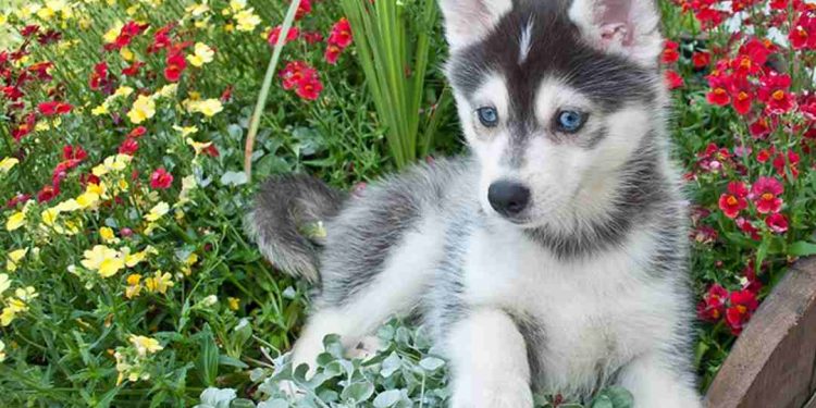 Cách chọn thức ăn cho Chó Husky ngáo lai phốc sóc