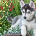 Cách chọn thức ăn cho Chó Husky ngáo lai phốc sóc
