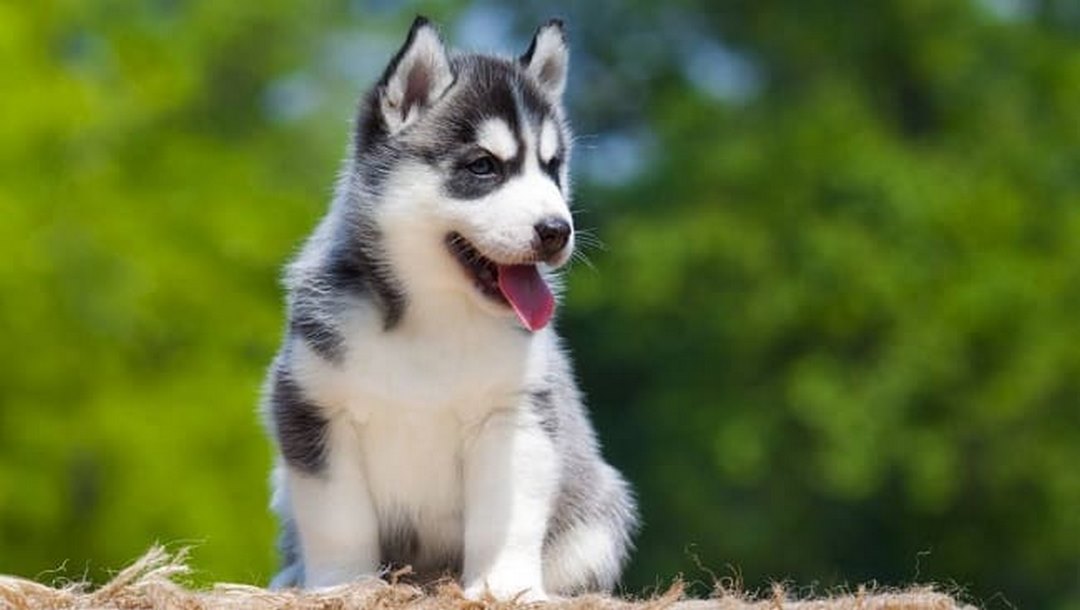 Cách tập luyện và giảm căng thẳng cho Chó Husky ngáo lai phốc sốc