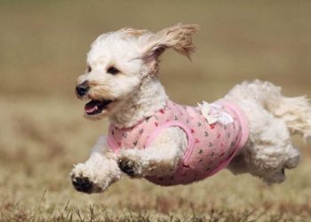 Chó lạp xưởng lai chó Poodle (Doxiepoo)