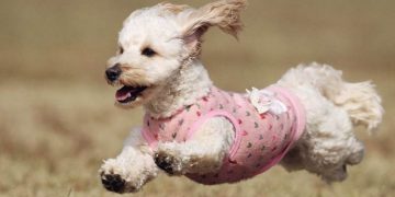 Chó lạp xưởng lai chó Poodle (Doxiepoo)