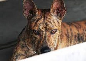 Cách nuôi và chăm sóc 