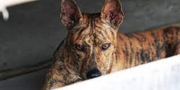 Cách nuôi và chăm sóc 