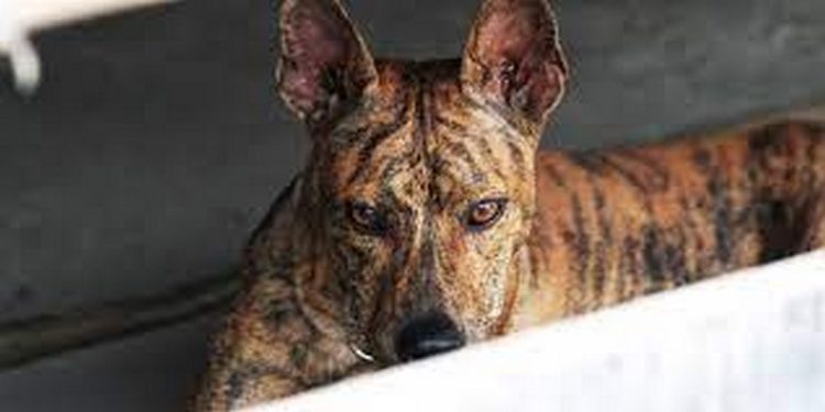 Cách nuôi và chăm sóc 