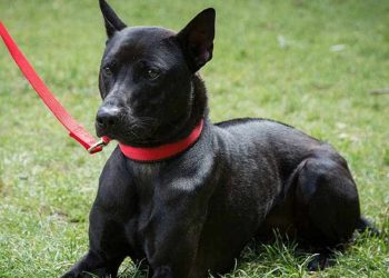 Cách Giữ Cho Chó Phú Quốc Thuần Chủng Khỏe Mạnh