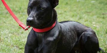 Cách Giữ Cho Chó Phú Quốc Thuần Chủng Khỏe Mạnh