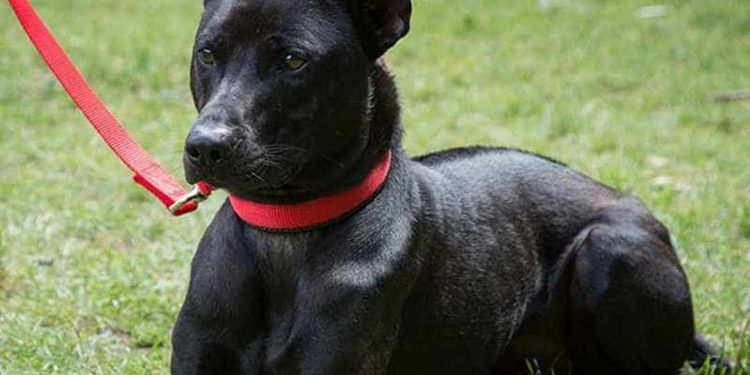 Cách Giữ Cho Chó Phú Quốc Thuần Chủng Khỏe Mạnh