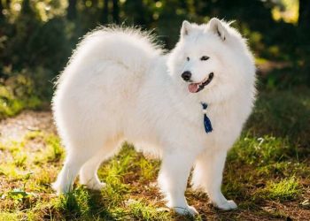 Những điều cần biết khi mua chó Samoyed