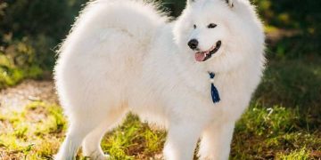 Những điều cần biết khi mua chó Samoyed