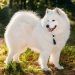 Những điều cần biết khi mua chó Samoyed