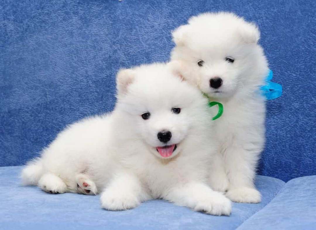 Những điều cần thiết để nuôi chó samoyed