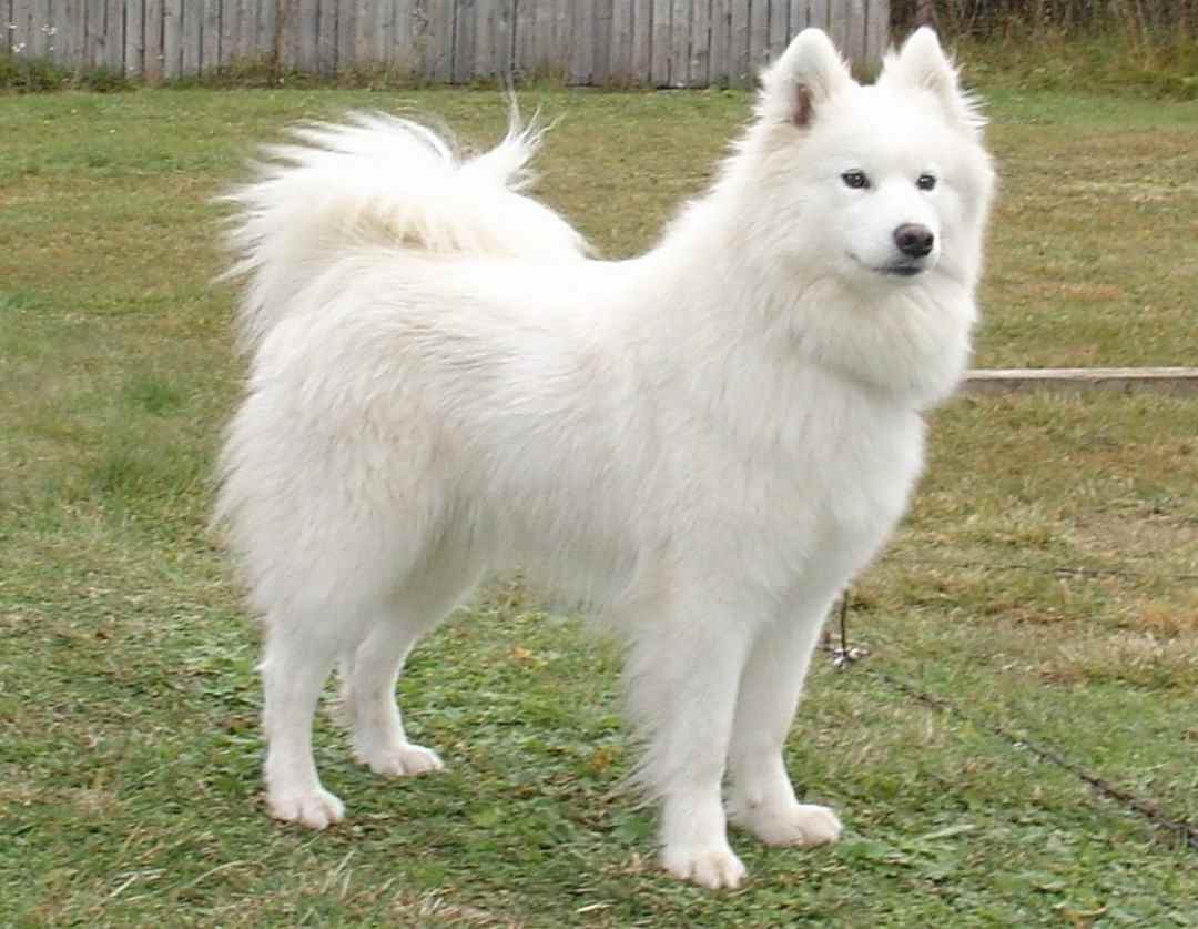 Các yếu tố ảnh hưởng đến giá chó Samoyed 