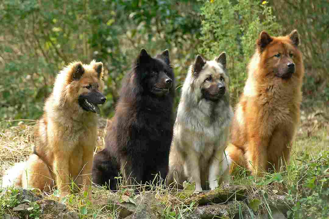 Chó Samoyed lai Wolf-Chow