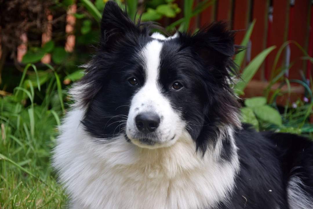 Samoyed lai Border Collie