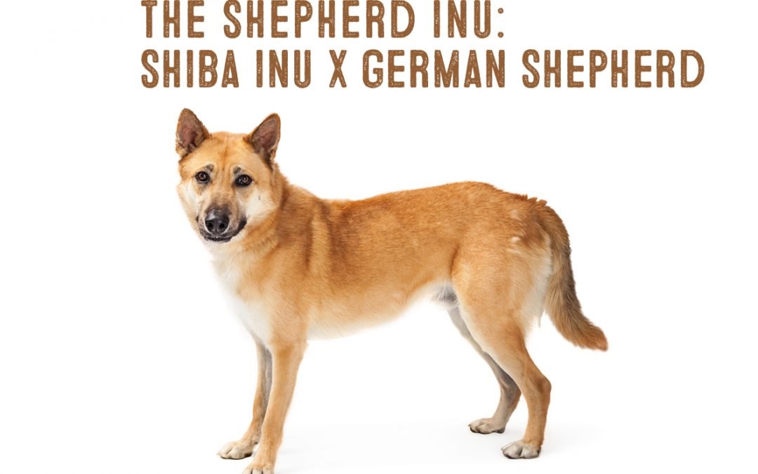 Shiba Shep: Chó chăn cừu Đức lai Shiba Inu