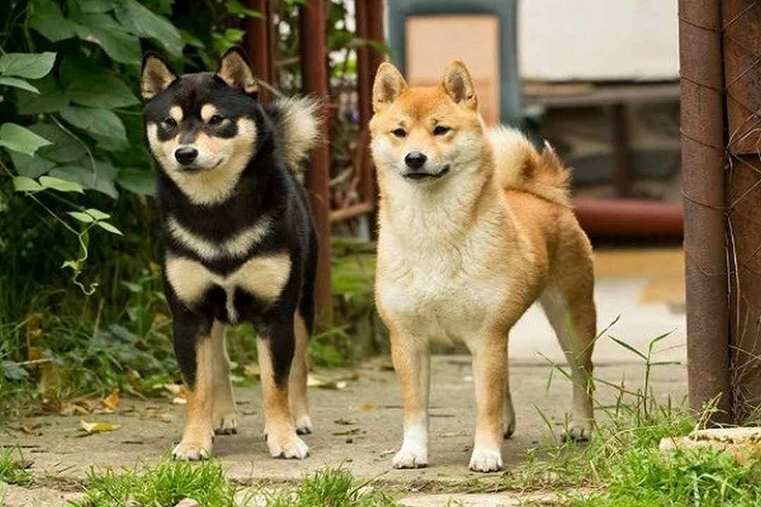 Chó Shiba lai với Husky Siberian