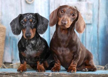 Shibadach: Chó Shiba lai với Dachshund