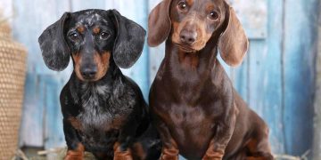 Shibadach: Chó Shiba lai với Dachshund