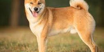 Tính cách và đặc điểm của chó Shiba